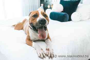 Jim zit al bijna vier jaar in het asiel, maar mag voor zijn verjaardag een nachtje op hotel slapen