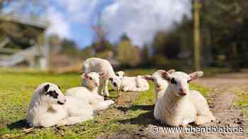 Ostern im Wildpark: Süße Lämmer, Babyziegen und Spaß für Kinder
