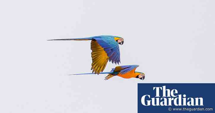 Solar panels and pristine forest: how one Amazon village is adapting to protect itself – in pictures