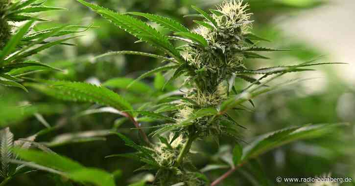Cannabis-Gesetz soll «ergebnisoffen» geprüft werden