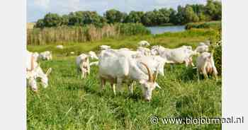 De impact van blauwtong op runderen, schapen en geiten