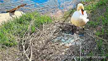 Neuer Nistplatz: Bei Nagolds Schwänen kündigt sich Nachwuchs an