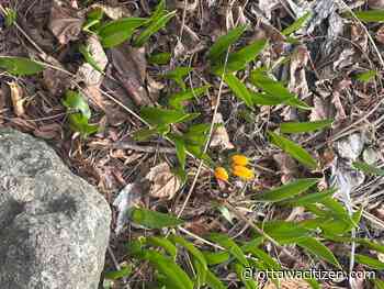 Gardening in our dreams