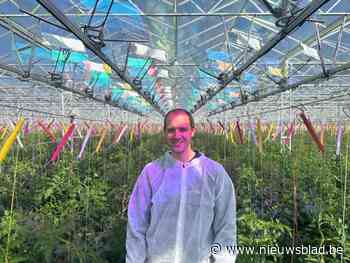 Tom (36) en Mathias (27) zetten hangen zonnepanelen in tomatenserres: “Altijd op zoek naar manieren om ecologische voetafdruk te verkleinen”