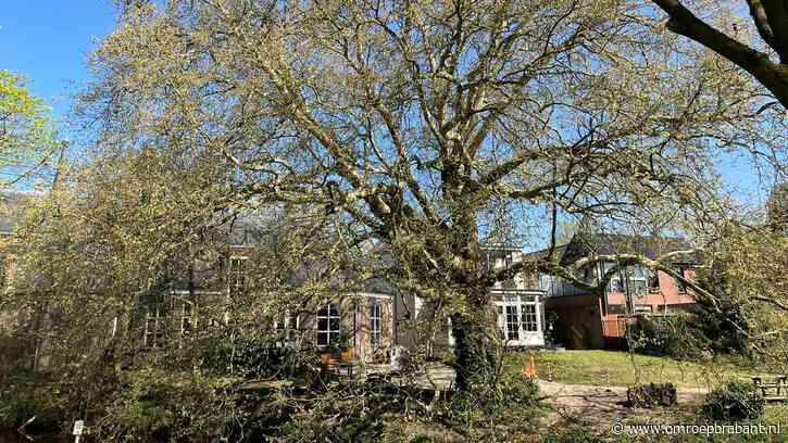 Monumentale boom dreigt om te vallen, gemeente grijpt in