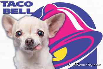 Fans Ecstatic About Return of Nostalgic Taco Bell Item: ‘Oh My God, Finally!’