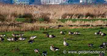 Ganzen veroorzaken miljoenen aan schade: dit is hoe Gelderland ze bestrijdt