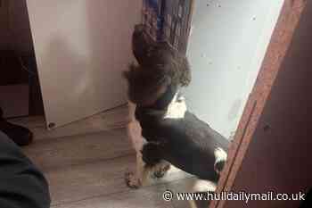 Hull tobacco seizures increase - with 2.4m cigarettes confiscated in 2024