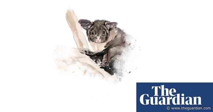 ‘Endearing and fascinating’ yellow-bellied glider faces ‘inexorable slide’ into extinction