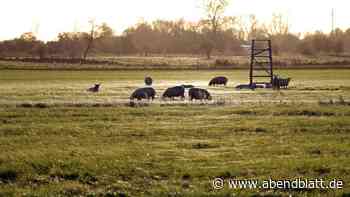 Hamburger neu aufm Land: Nicht veräppeln lassen von den Bauern