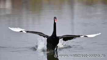 Schutz vor Markt-Schocks: Wie sich Anleger jetzt gegen "Schwarze Schwäne" absichern