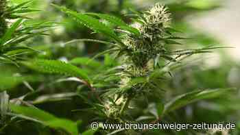 Koalitionsvertrag: Bleibt Cannabis unter Schwarz-Rot legal?