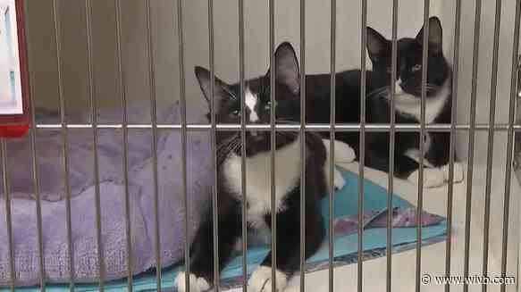 Spring Them Home Adoption Event to be held this weekend at McKinley Mall
