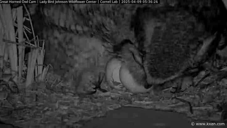 Athena's owlets are hatching, so what's next for them?