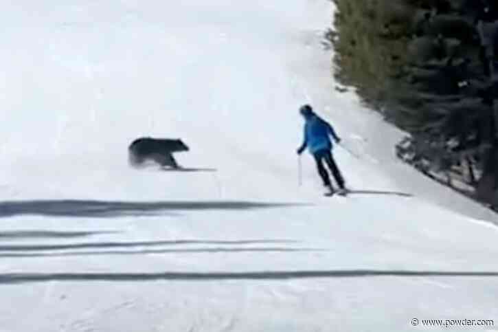 Colorado Skier Dodges Frightened Bear in Viral Video