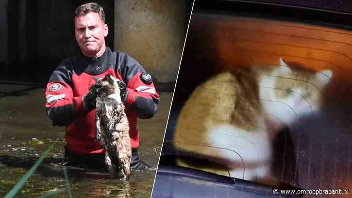 Onder de motorkap of in de dakgoot: deze katten zaten écht in het nauw