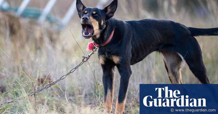 Pet dogs have ‘extensive and multifarious’ impact on environment, new research finds