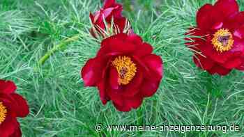 Grazil und pflegeleicht: die außergewöhnliche Netzblatt-Pfingstrose