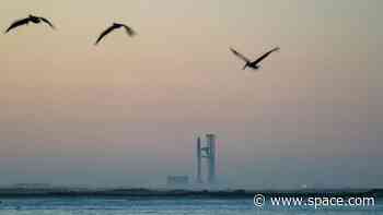 Conservationists raise alarm over Air Force plan to land SpaceX Starships on bird sanctuary atoll