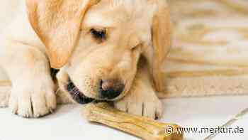 Warum gefrorene Karotten besser für Hunde sind als Knochen