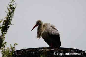 Dierenambulance Purmerend zet ooievaar terug op nest Dijklander