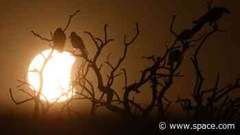The epic total solar eclipse of 2024 caused some birds to stop singing