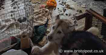 Cruel West Country woman locked dogs and cats in cages with no food