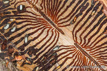 Borkenkäfer im Anflug: Jetzt Wälder sichern! Landratsamt bietet Schulung für Waldbesitzende