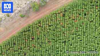Fears for major forestry region as pines trees die from drought stress