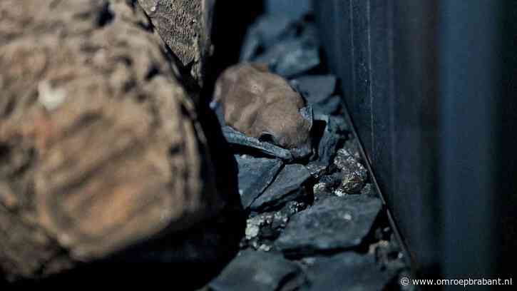 Vleermuis zit vast in gaskachel, brandweer helpt uitgeput beestje