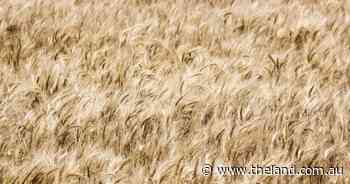 US wheat futures finish steady amid tariff turmoil