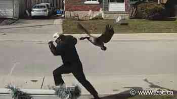 'We can't even leave our house': Waterloo students terrorized by 'angry' nesting Canada geese