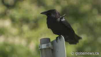 Bird-shooting event legal despite complaints, provincial minister says