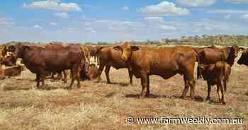 Persevering Kimberley pastoralists win when it comes to rent rate appeal