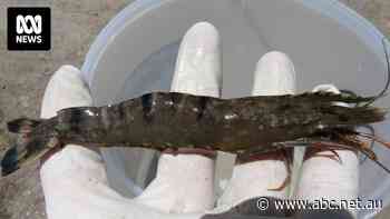 Prawn disease resurfaces just as two-year bans were about to end