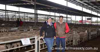 Quality line-up of lambs at Katanning sale drives positive result