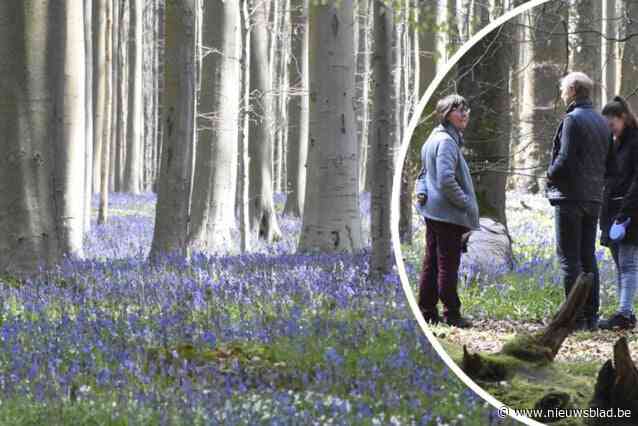 Waar kan je parkeren en wat zijn de mooiste wandelingen? Dit zijn de beste tips om de bloemenpracht in het Hallerbos te ontdekken