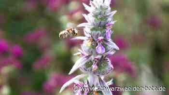 Nützlings-Paradies in Nagold: Darum sind Bienenhotels meistens nicht hilfreich