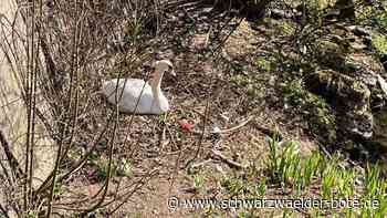 Calwer Schwäne an der Nagold: Warum der Müll nicht entfernt wird