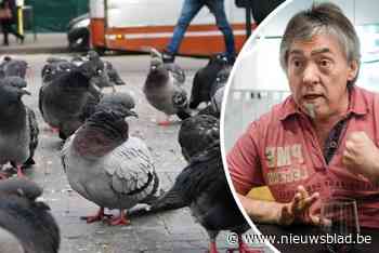 “Het vergassen van duiven is totaal onaanvaardbaar”: kritiek op doden van honderden stadsduiven in Gent