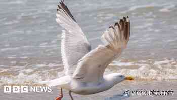 Headlines: Dog attack and greedy seagull