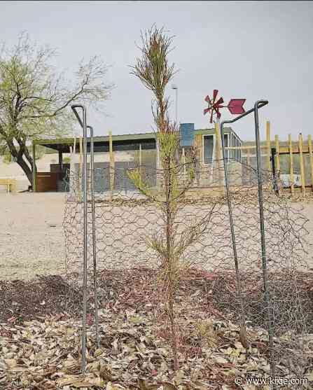 Moon Tree at New Mexico museum soon to be unveiled to public