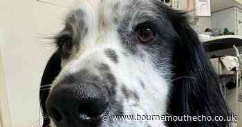 Spaniel bleeding from mouth with massive swelling on face and chest after adder bite