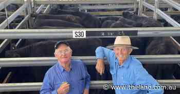 Season full of confidence drives Inverell weaner prices to new heights