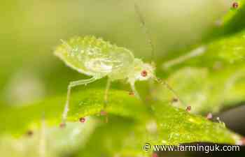 Climate change and globalisation driving rise in crop pests, study says
