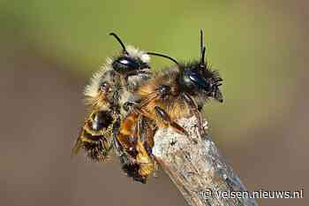 Nationale Bijentelling van start: zet de bloemetjes maar buiten en ‘tellen maar’!