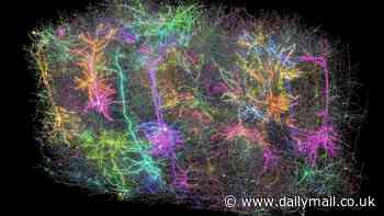Jaw-dropping 3D scan shows a section of a MOUSE BRAIN the size of a grain of sand as no one has EVER seen it before
