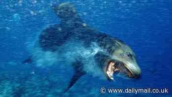 Scientists crack case of 'demonic' sea lions terrorizing the West Coast