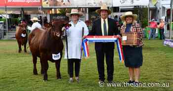 Red Chilli turns up the heat in Santa Gertrudis steers at Sydney Royal