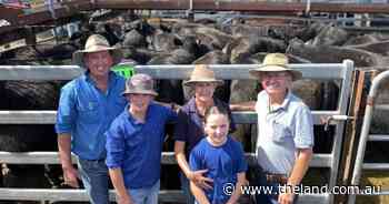 Guyra agents buy up at Gloucester with 15 decks of weaners for grass finishers